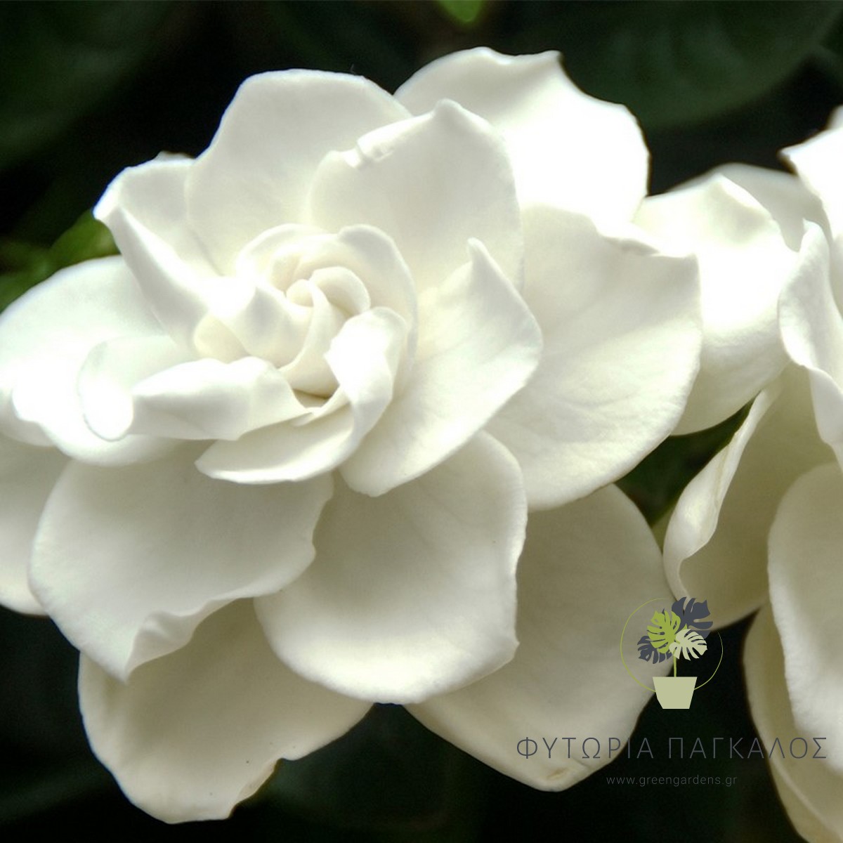🌼 ΓΑΡΔΕΝΙΑ – Gardenia jasminoides - 4 lt